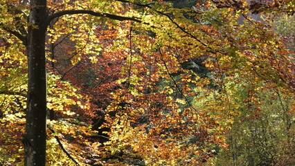 autunno nelle prealpi