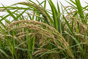 rice in the grass isolated on white