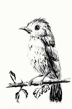 Hand drawn illustration of a bird