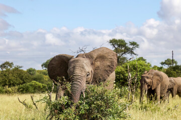Elephant_Kruger National Park Safari in South Africa