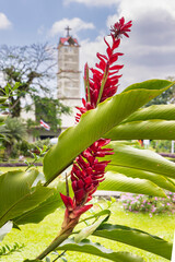 Beuatiful flowers in garden in front of Church of La Fortuna de San Carlos park and flowers in...