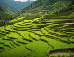 The image features a lush green rice terrace in a valley between mountains. The terraces are at varying levels, with some closer to the foreground and others further away. 