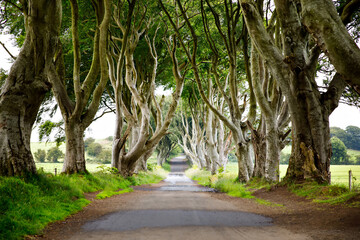 Spectacular Dark Hedges in County Antrim, Northern Ireland on cloudy foggy day. Avenue of beech trees along Bregagh Road between Armoy and Stranocum. Empty road without tourists - obrazy, fototapety, plakaty