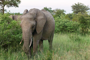 Fototapeta na wymiar Elephant_Kruger National Park Safari in South Africa