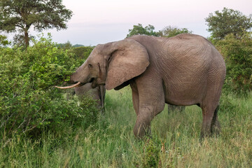 Elephant_Kruger National Park Safari in South Africa