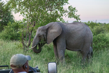 Elephant_Kruger National Park Safari in South Africa