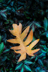 dry leaves fall in autumn