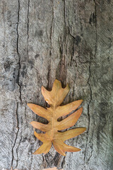 dry leaves fall in autumn