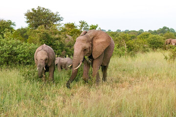 Obraz na płótnie Canvas Elephant_Kruger National Park Safari in South Africa