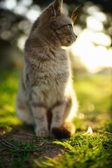 Grey fluffy cat rest in sunny summer garden