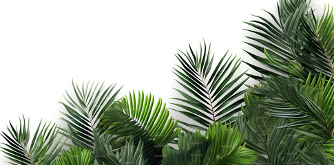 Frame with tropical palm  leaves and jungle plants isolated on white background