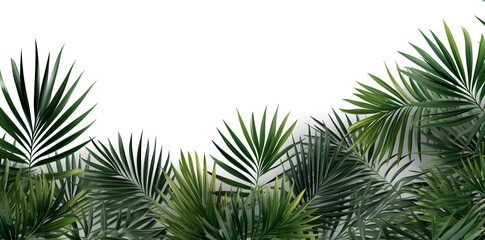 Frame with tropical palm  leaves and jungle plants isolated on white background