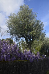 Flowers spring in Europe