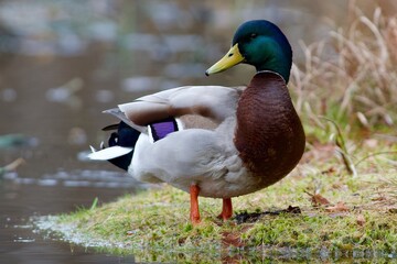 Mallard on a lake in Sweden