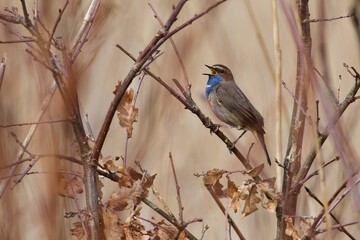 Bluethroat on a tree branch in Sweden. - 782996028