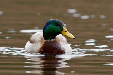 Mallard on a lake in Sweden