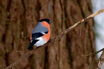 Common bullfinch on a branch in the wood - 782996050
