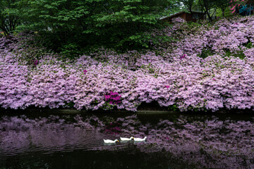 The azaleas blooming in the Wan'an Cultural Park in Changsha in spring