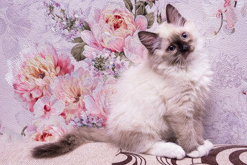 A beautiful little Ragdoll kitten is resting at home on the couch.