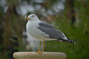 Sharp, closeup photo of a Short Billed Gull in Portugal