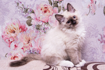 A beautiful little Ragdoll kitten is resting at home on the couch.