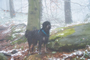 Goldendoodle in the forest in snow and fog. Pet in nature. Man's best friend