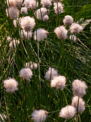 Unusual white fluffy Fluffy flowers grow in the forest in the swamp. Summer.