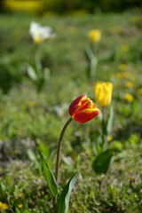 Naklejka premium チューリップ