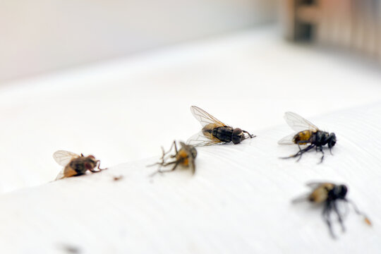 Flies stuck on white sticky paper for fly trap with blurred kitchen background.