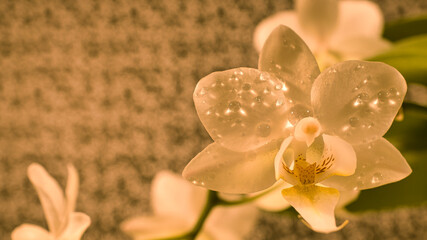 Orchid with dewdrops on the petals. Orchid stem with flowers against a background