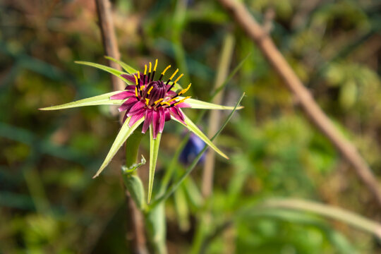 Primo piano macro del fiore selvatico Barba di becco violetta o Tragopogon porrifolius con petali viola e sepali verdi a stella, fioritura spontanea nella natura estiva