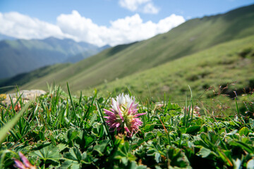 Mountain meadow. Blooming clover on the growing alpine meadows