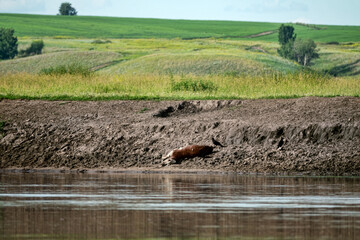Livestock deaths, loss of cattle. A young bull or cow died on the riverbank © max5128