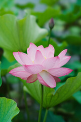 Lotus in Expo'70 Commemorative Park (万博記念公園)	