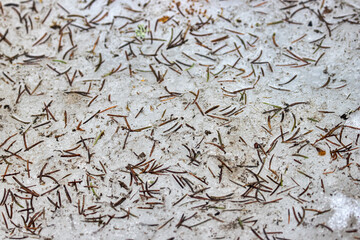 Forestry. Needle litter. Norway spruce (Picea abies) coniferous cover was formed from fallen (dead) needles in frosty snowy winter, when conditional leaf fall of coniferous trees. Northern Europe