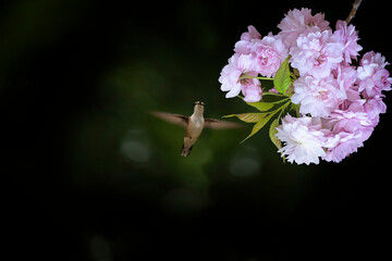 Fototapeta premium dark photo in the garden. blossoming branch of sakura and hummingbird