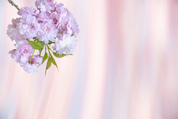 floral spring background. sakura branch on a light rainbow background.
