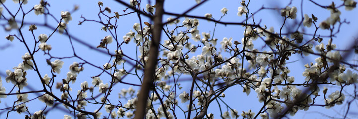 Springtime magnolia blooms, white petals against blue sky, outdoor beauty in close-up.