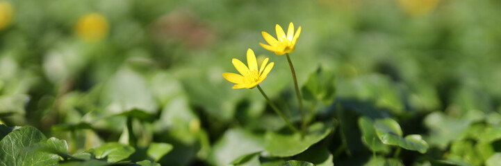 Springtime meadow adorned with bright yellow wildflowers, blooming amidst lush green foliage,...