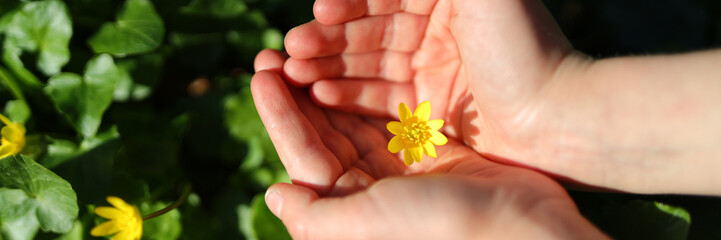 A woman's hand tenderly holds a yellow flower in a springtime meadow, embracing nature's beauty.