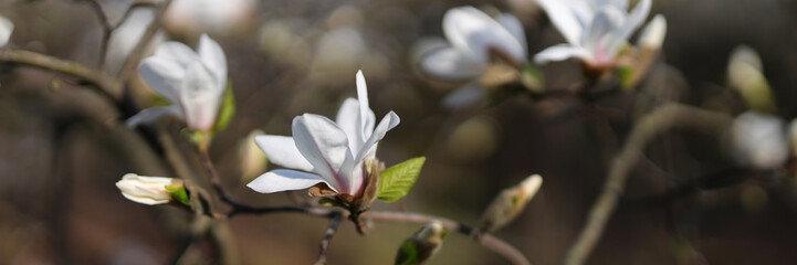 In springtime, magnolia trees bloom with delicate white flowers, adding beauty to garden landscapes.