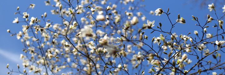 In springtime, magnolia blossoms adorn the tree, against a backdrop of blue sky.