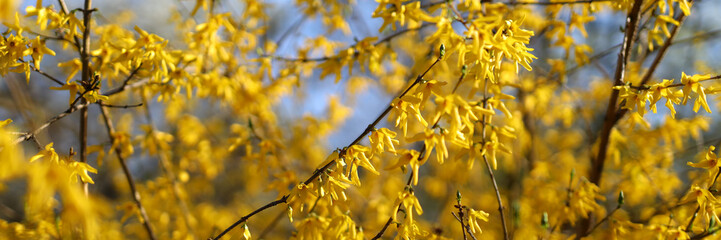 Golden forsythia blooms in spring, brightening nature's canvas with vibrant yellow hues against blue skies.