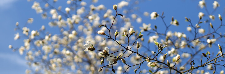 Springtime blooms: magnolia flowers against blue sky, nature's beauty