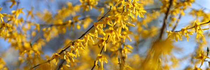 In springtime, forsythia bushes burst with bright yellow blossoms, adding seasonal beauty to...
