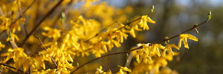Yellow forsythia petals adorn spring bushes, nature's vibrant display against a blue sky backdrop.