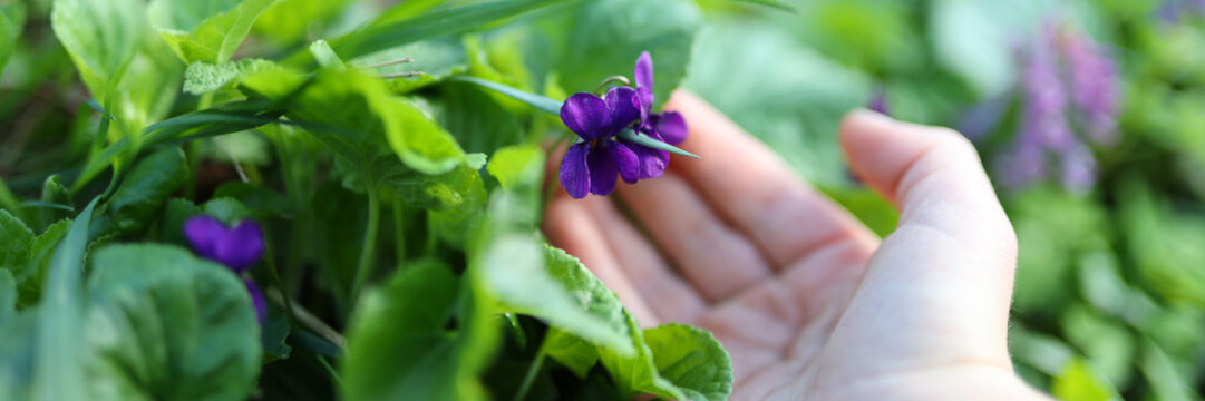 Vibrant violet blooms in spring, close-up of flowering plant's beauty against lush green foliage.