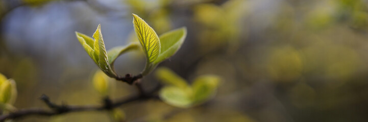 In nature's canvas, vibrant green foliage adorns trees and bushes, a testament to spring's vitality.