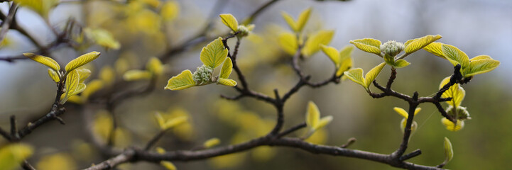 In spring, nature's growth emerges: green leaves, fresh buds, and blossoming flowers adorn trees.