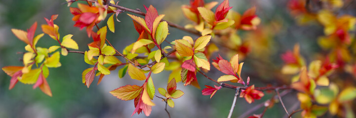 In nature's vibrant display, foliage bursts with red, yellow, and orange hues, marking the fall season.